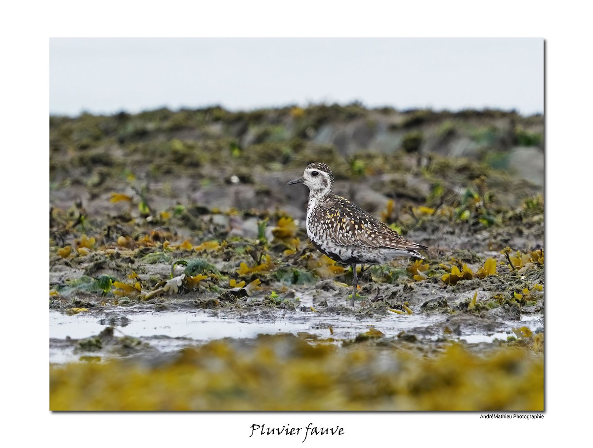 Pacific Golden-Plover - Andre Mathieu