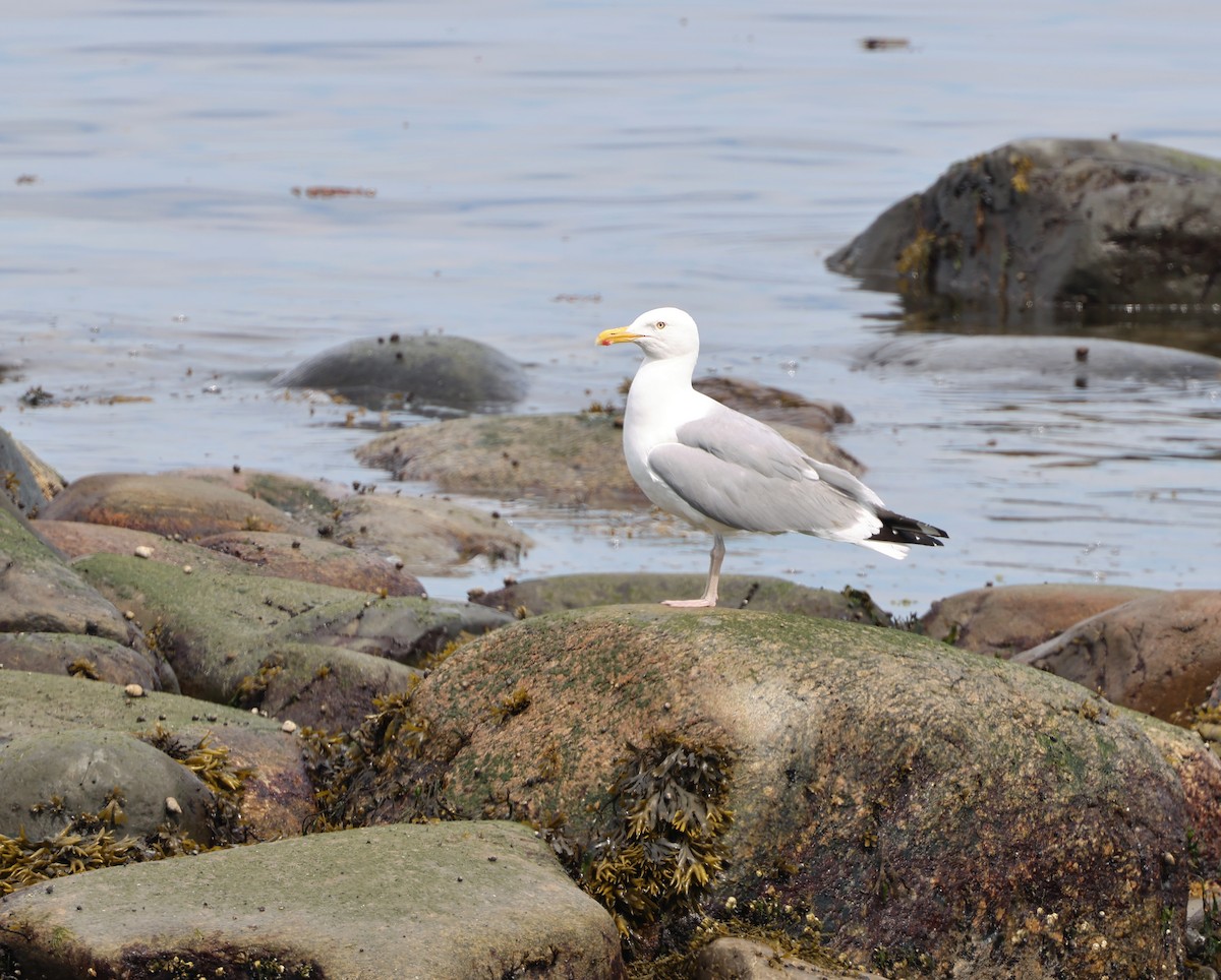 Herring Gull - ML620803449