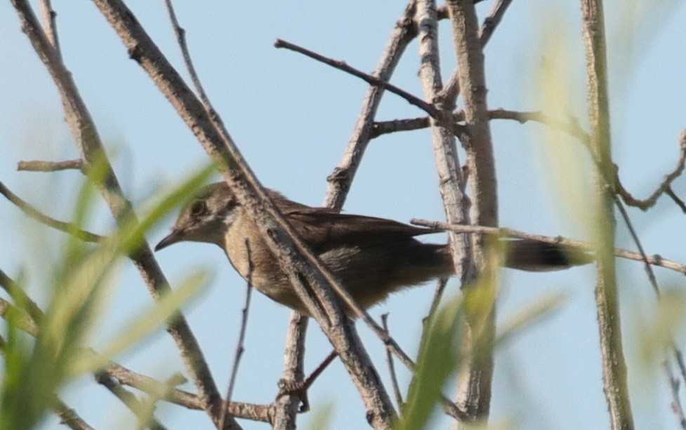 Melodious Warbler - ML620803450