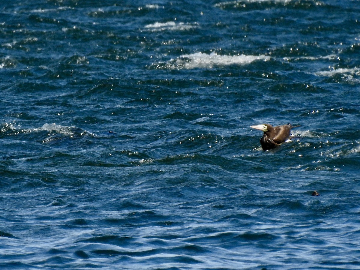 Brown Booby - ML620803451