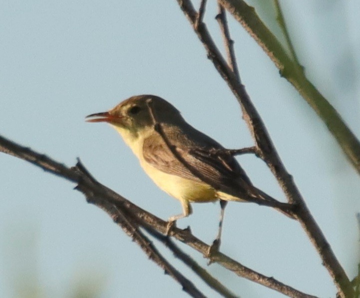 Melodious Warbler - ML620803452