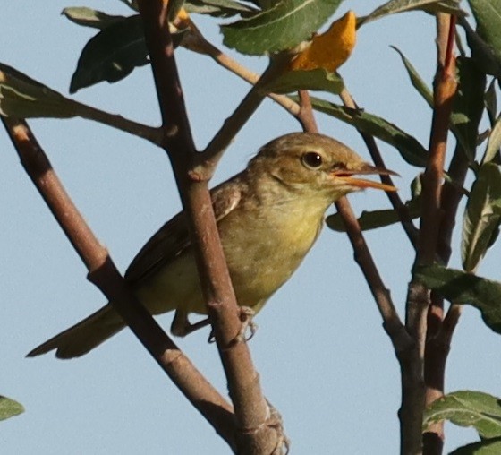 Melodious Warbler - Edmund Bell