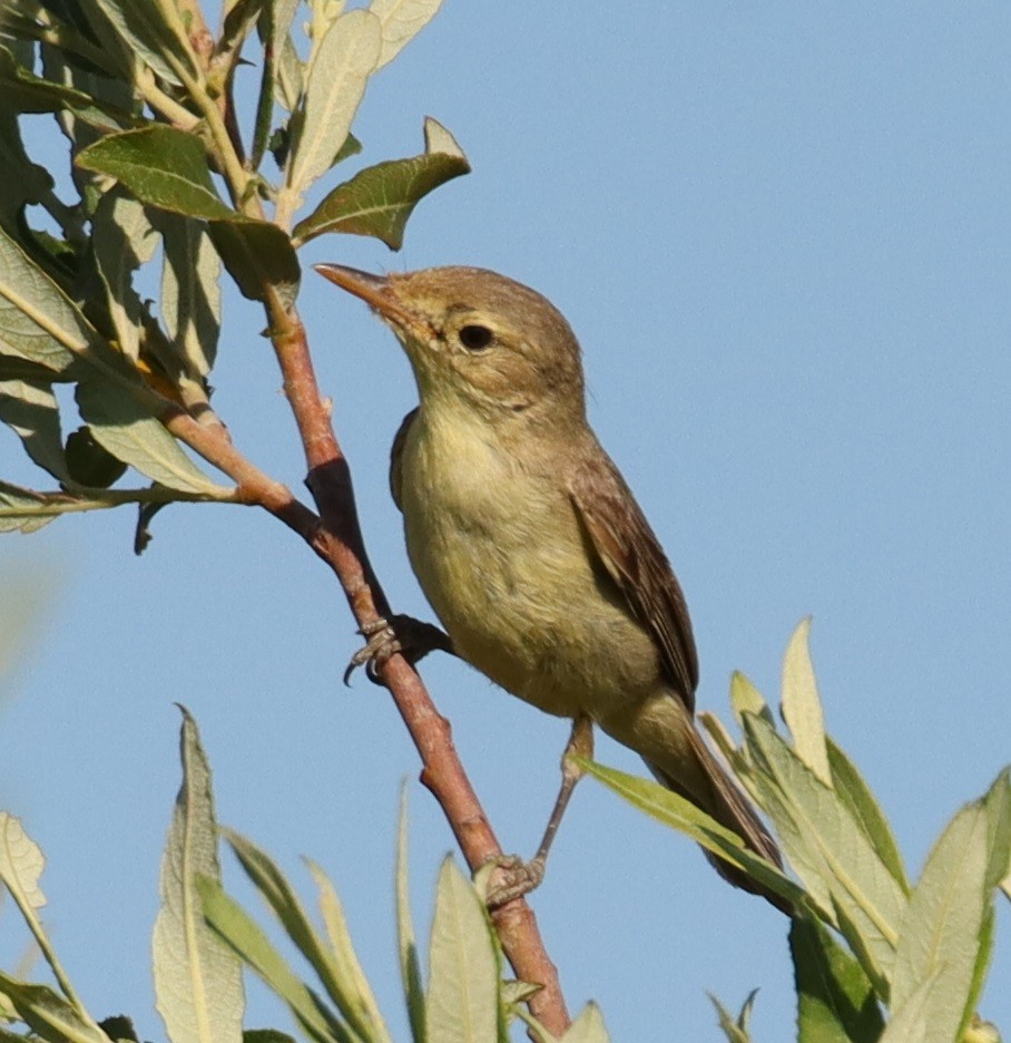 Melodious Warbler - ML620803454