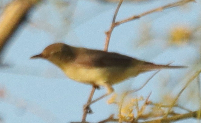 Melodious Warbler - ML620803455