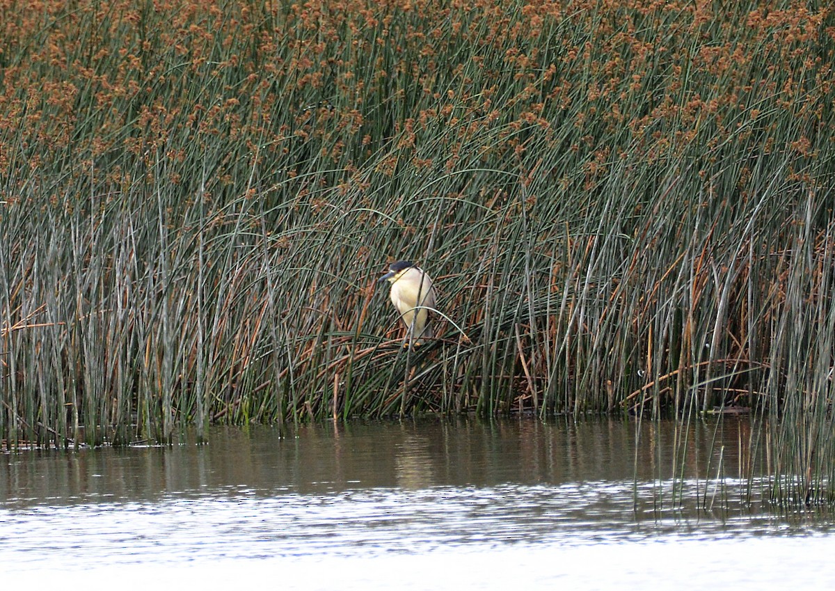 Black-crowned Night Heron - ML620803457