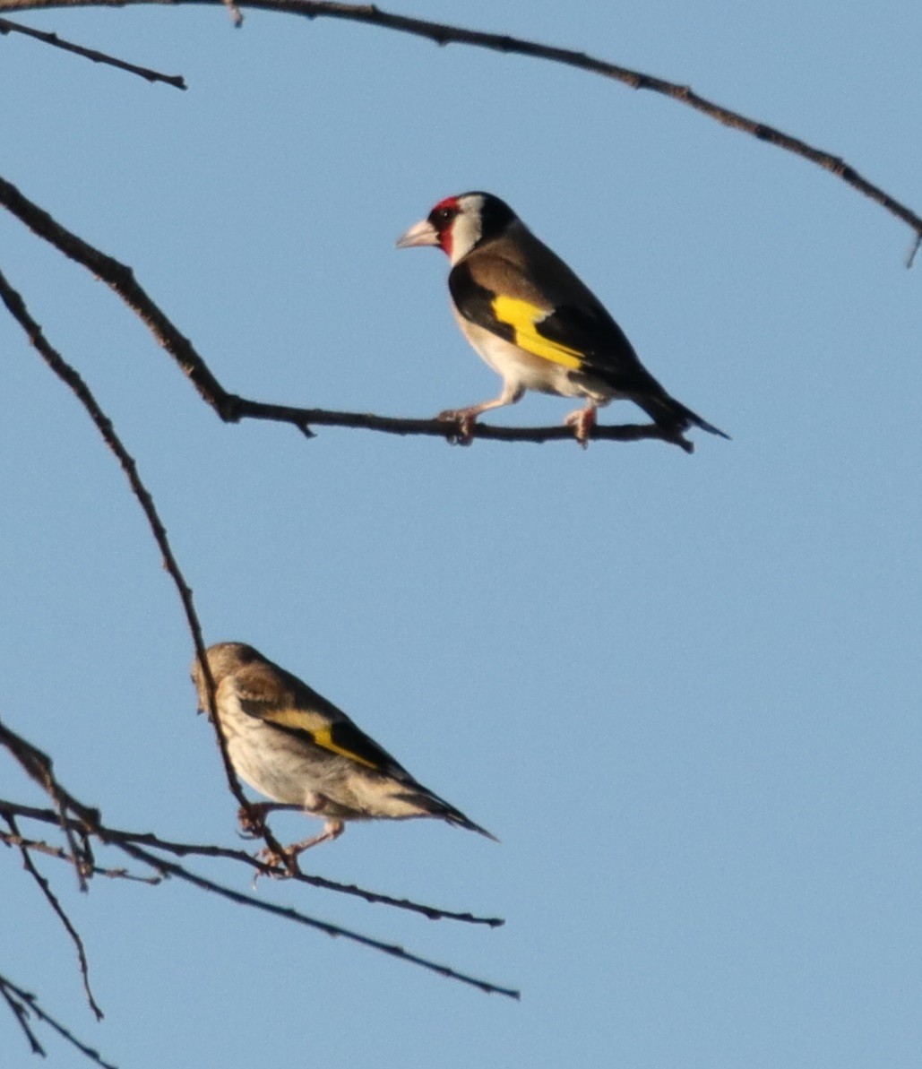 European Goldfinch - ML620803462