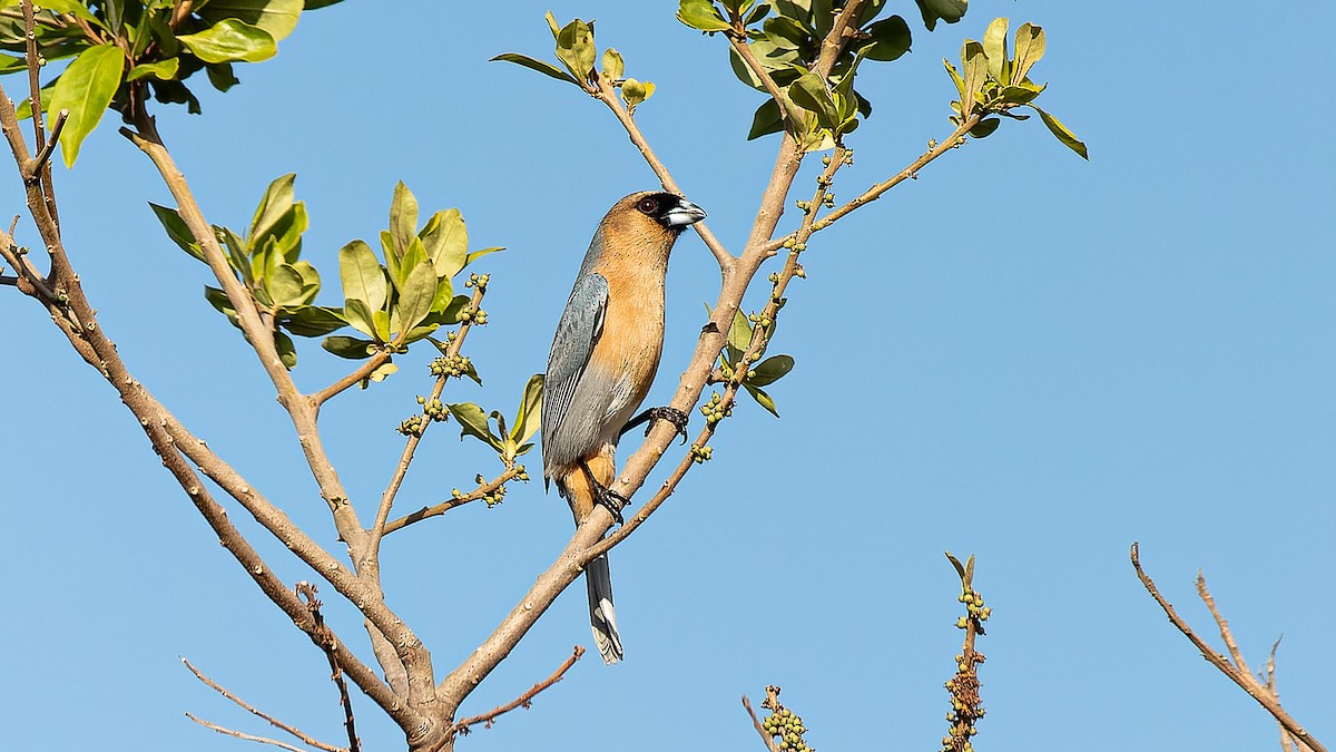 Cinnamon Tanager - ML620803464