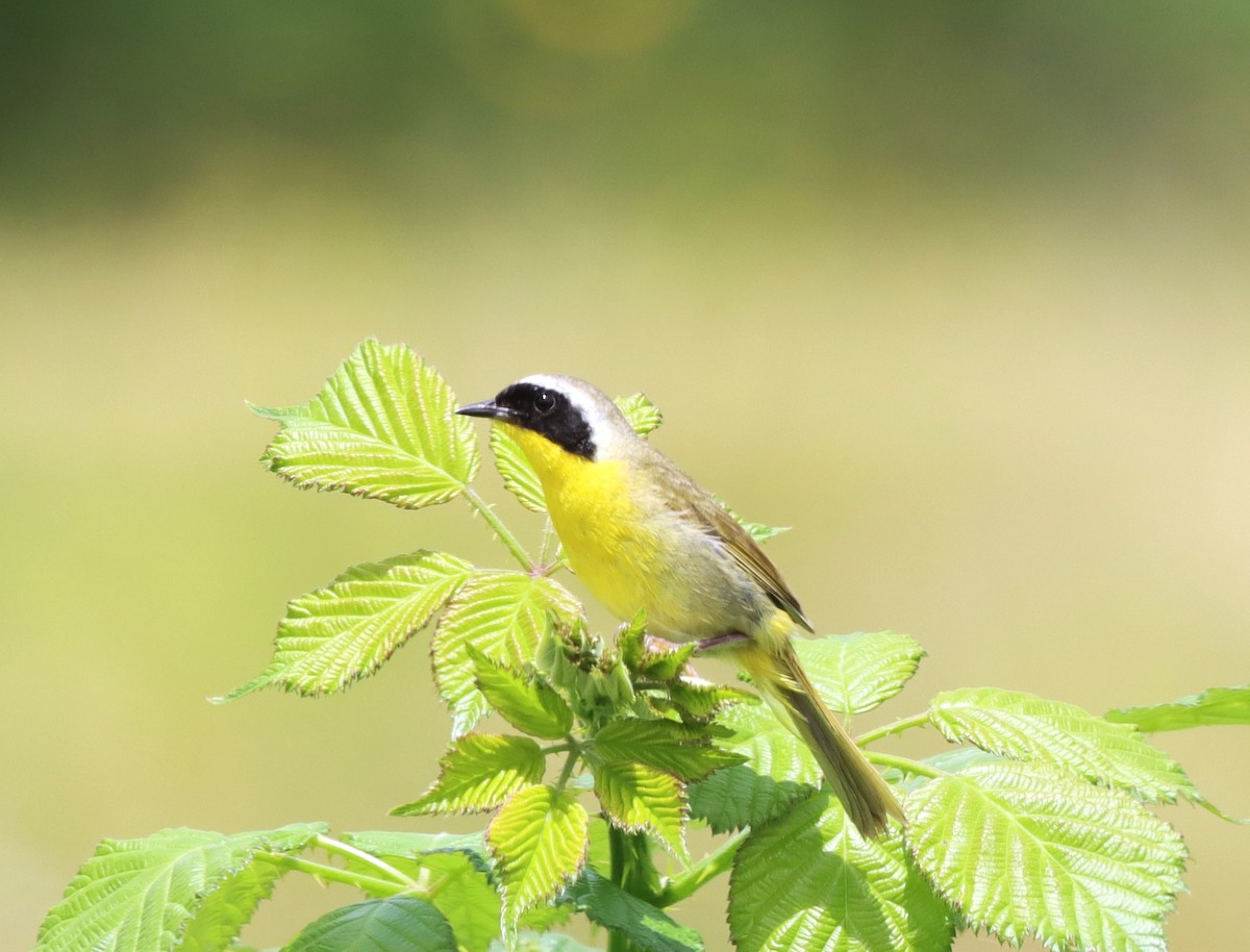 Common Yellowthroat - ML620803465