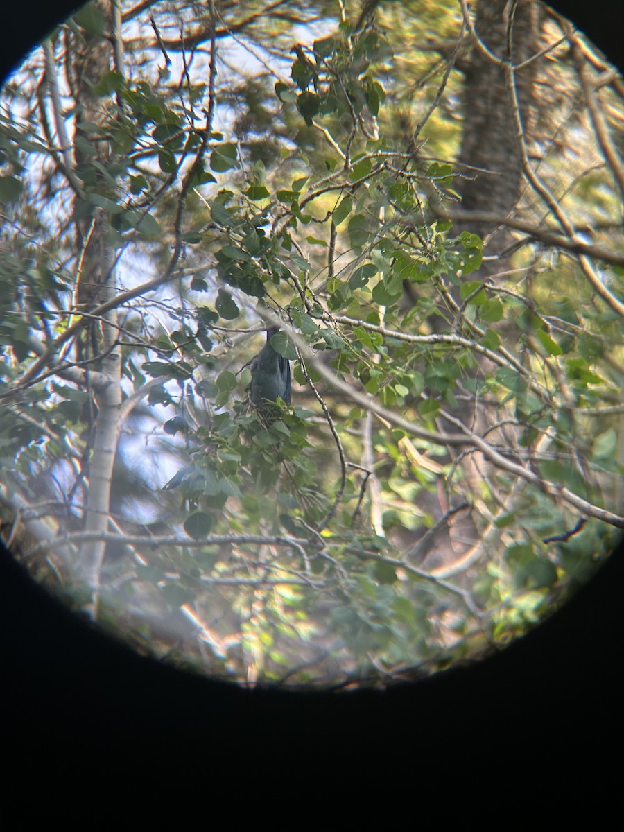 Steller's Jay - ML620803467