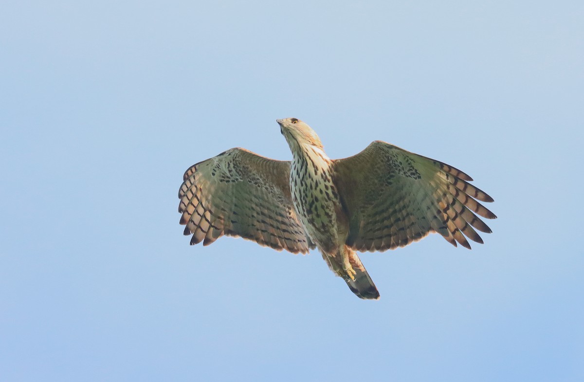 Changeable Hawk-Eagle - ML620803469