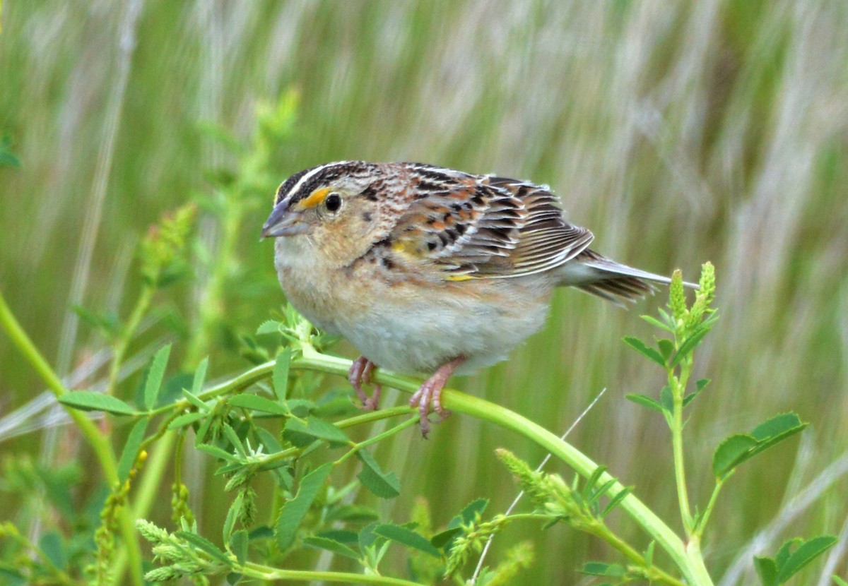 Grasshopper Sparrow - ML620803475