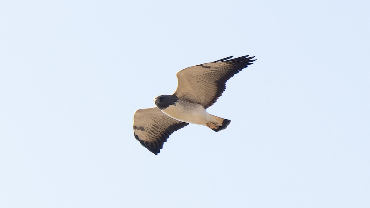 White-tailed Hawk - ML620803476