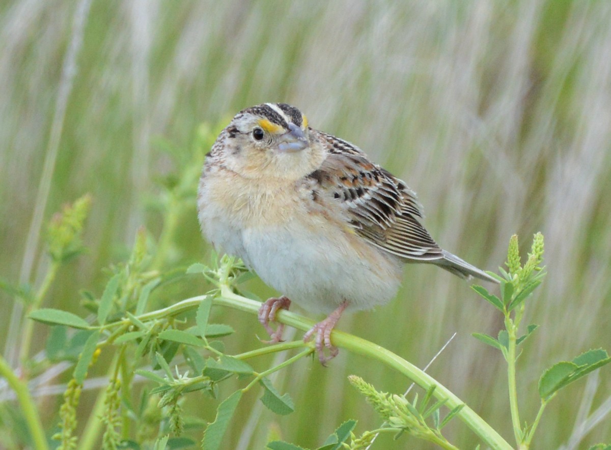 Grasshopper Sparrow - ML620803477