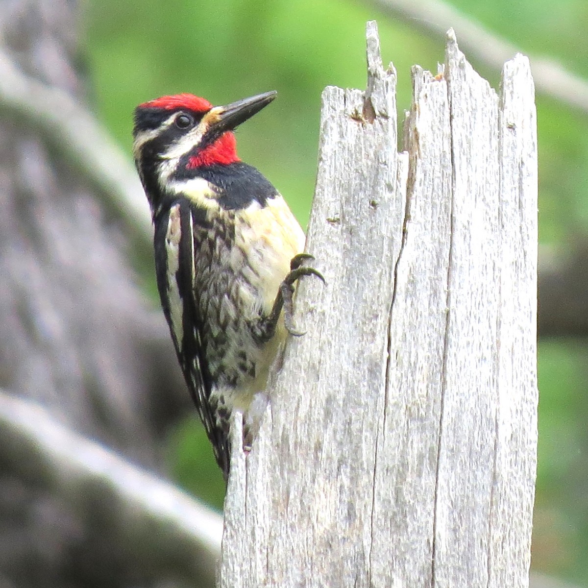 Yellow-bellied Sapsucker - ML620803482