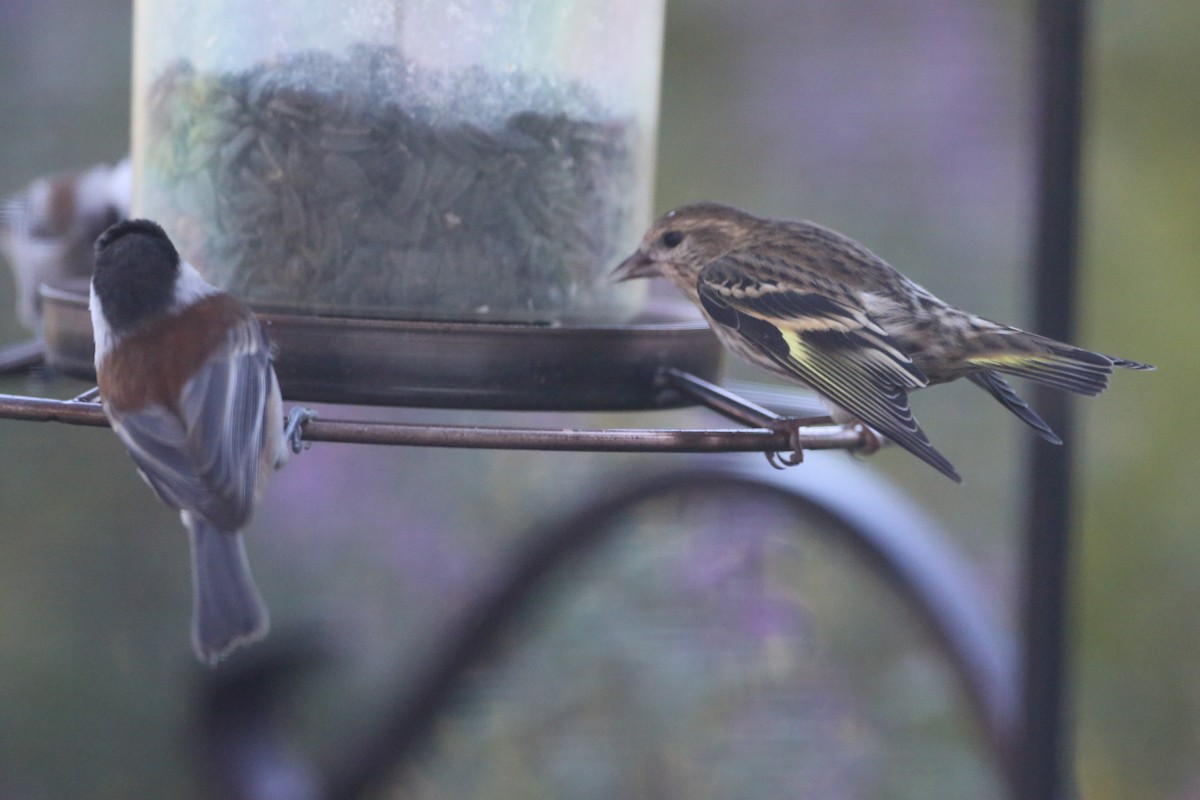 Pine Siskin - Linda Dalton