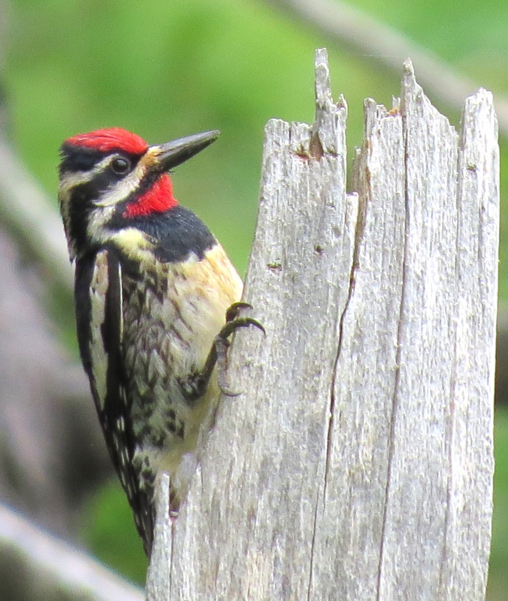 Yellow-bellied Sapsucker - ML620803487