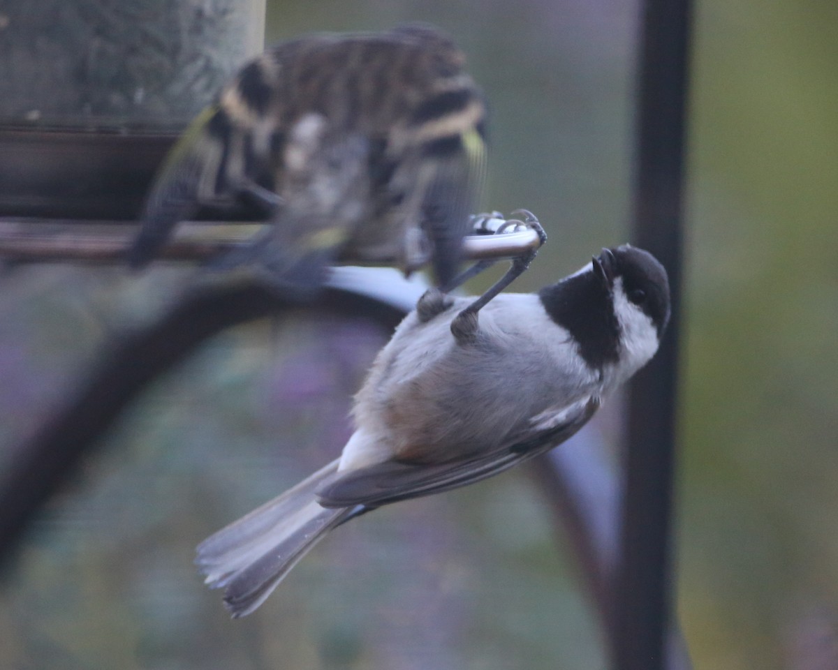 Chestnut-backed Chickadee - ML620803489