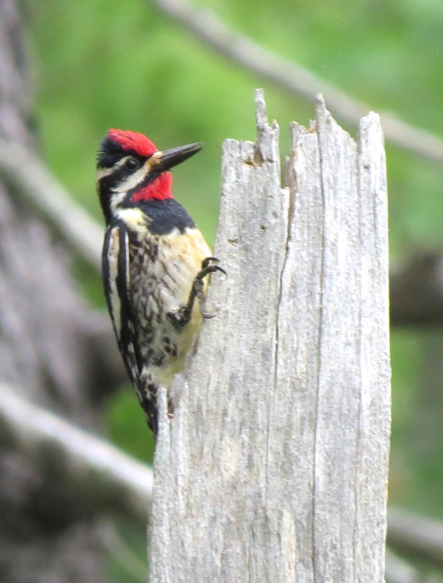 Yellow-bellied Sapsucker - ML620803490