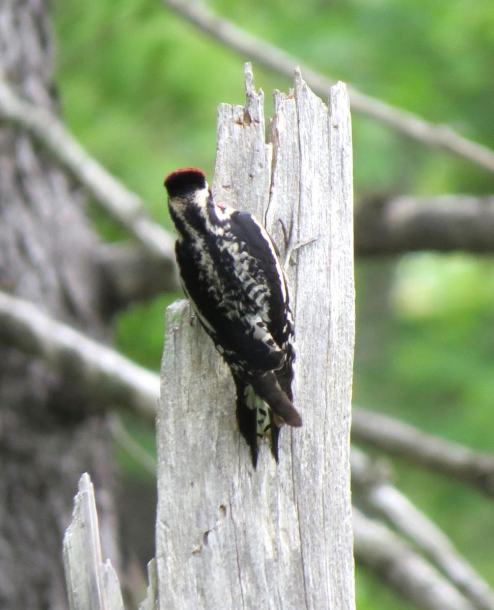 Yellow-bellied Sapsucker - ML620803492