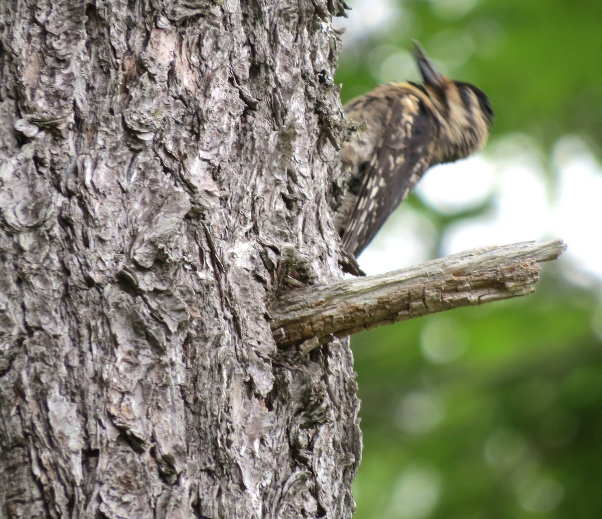 Yellow-bellied Sapsucker - ML620803496