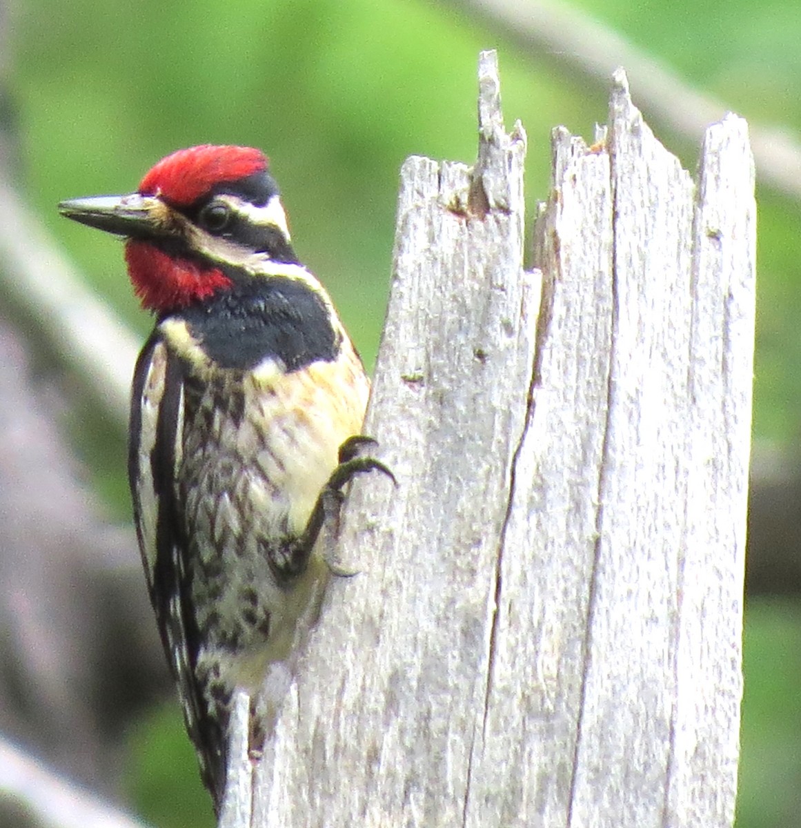 Yellow-bellied Sapsucker - ML620803499