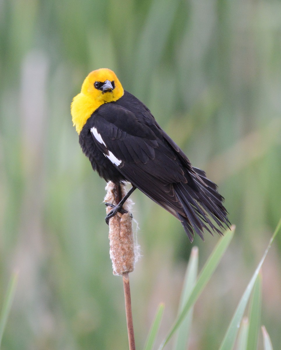 Yellow-headed Blackbird - ML620803501