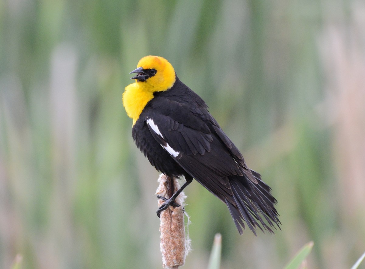 Yellow-headed Blackbird - ML620803502