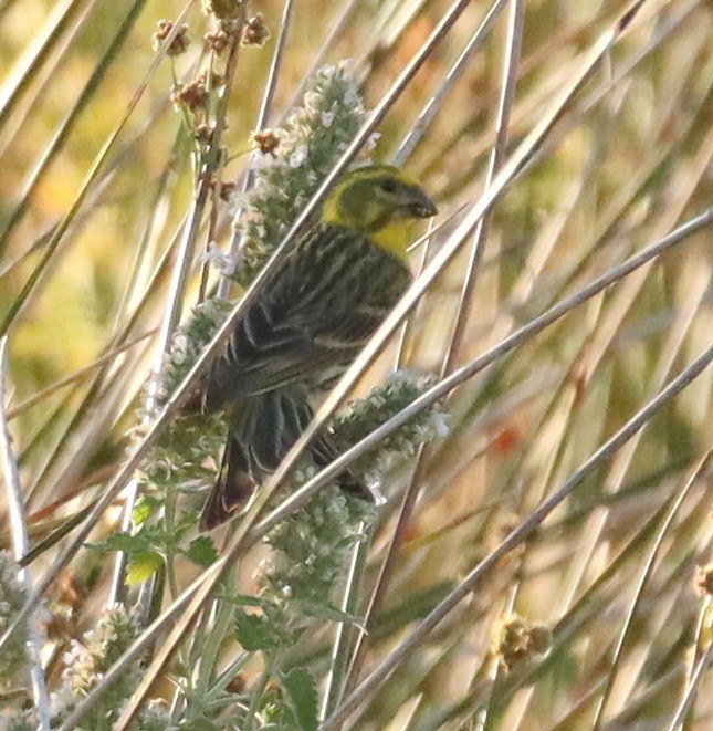 European Serin - ML620803512