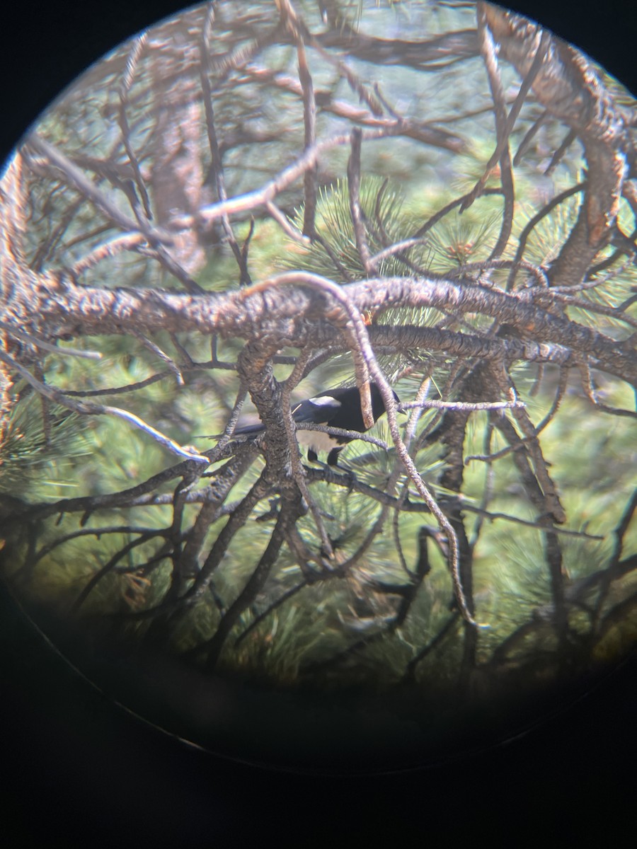 Black-billed Magpie - ML620803520