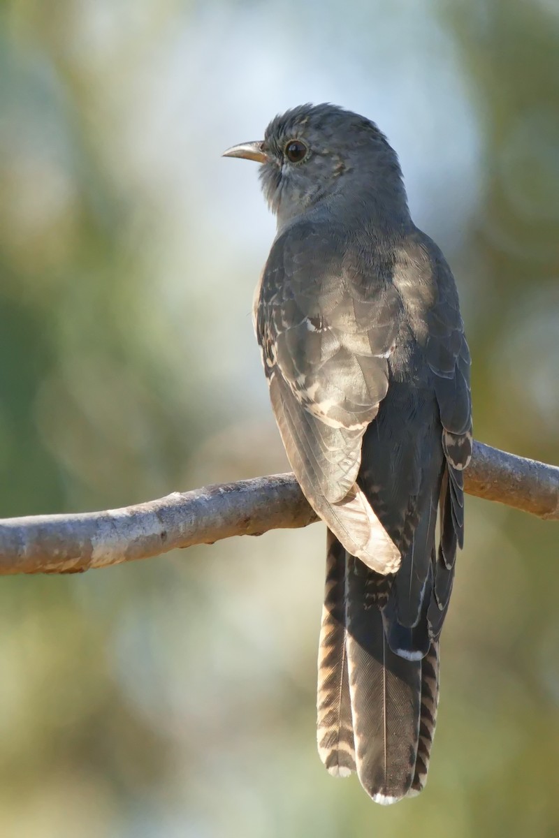 Fan-tailed Cuckoo - ML620803521