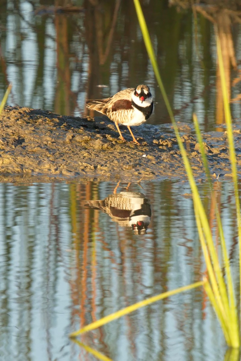 Black-fronted Dotterel - ML620803524