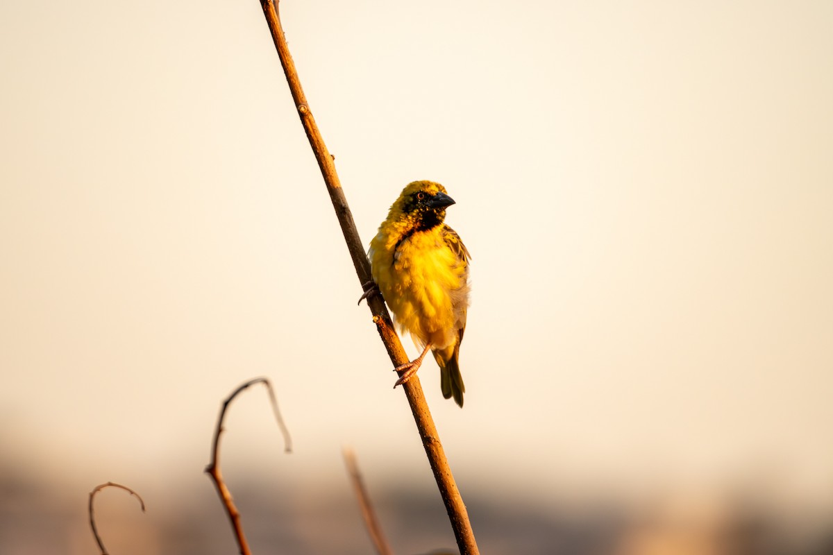 Village Weaver - ML620803530