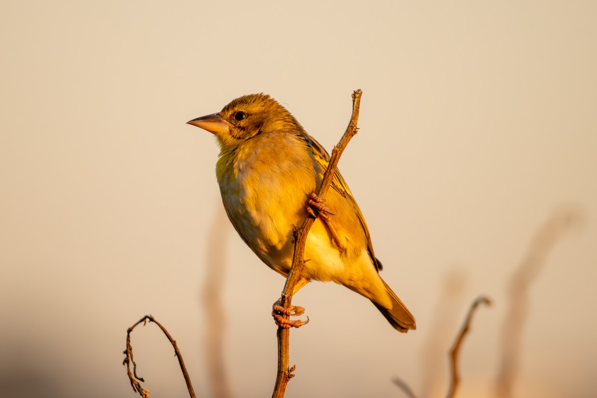 Village Weaver - ML620803531