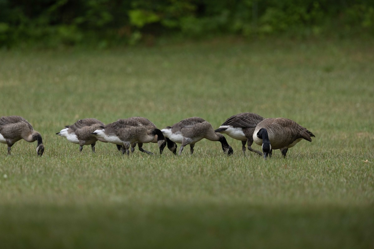 Canada Goose - ML620803532