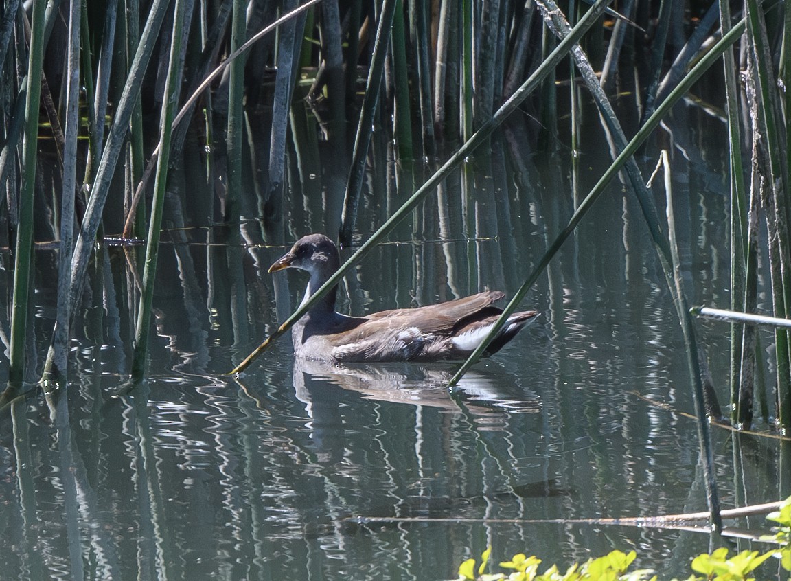 Common Gallinule - ML620803533