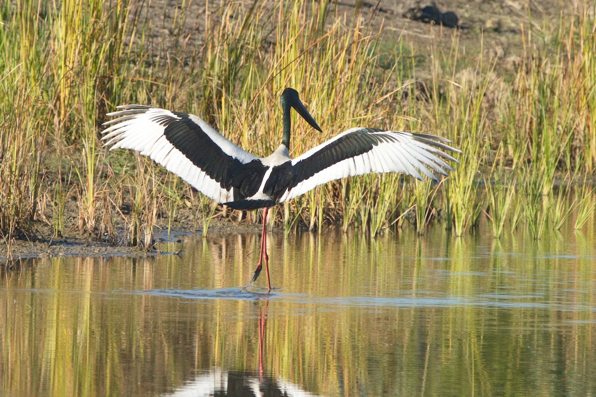 Black-necked Stork - ML620803534