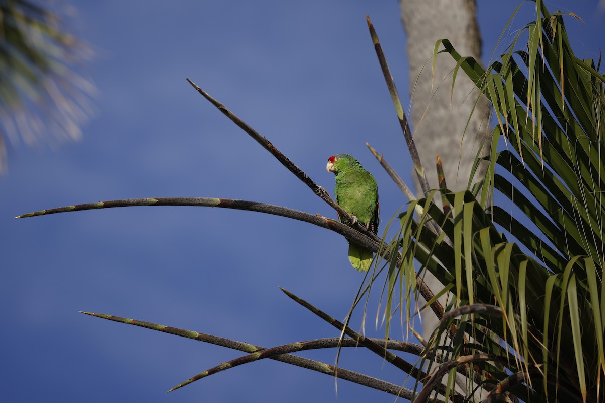 Amazona Tamaulipeca - ML620803537