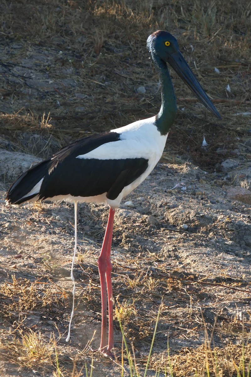 Black-necked Stork - ML620803538