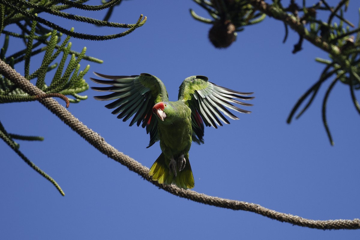 Red-crowned Parrot - ML620803540