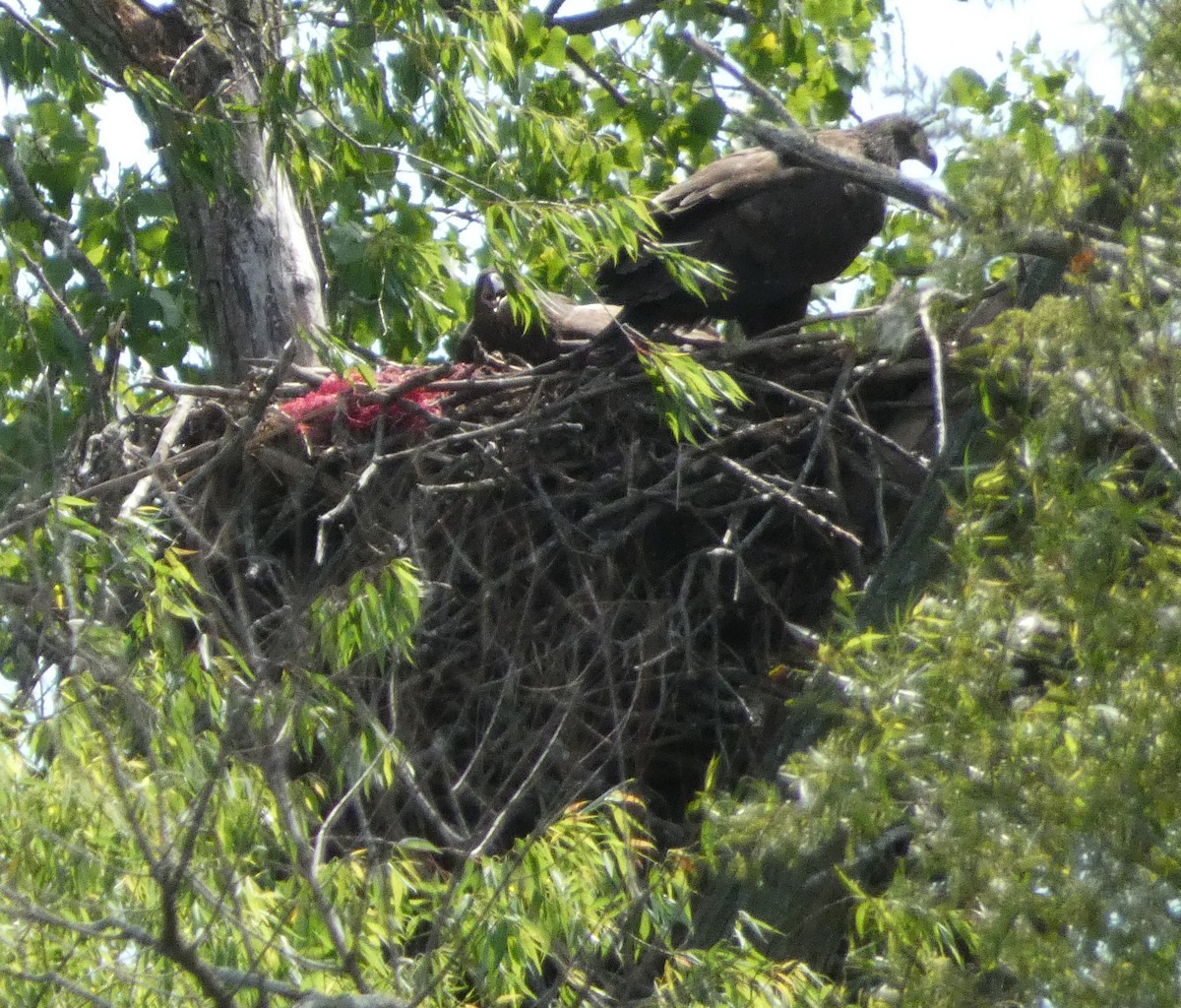 Bald Eagle - Js Colsmith