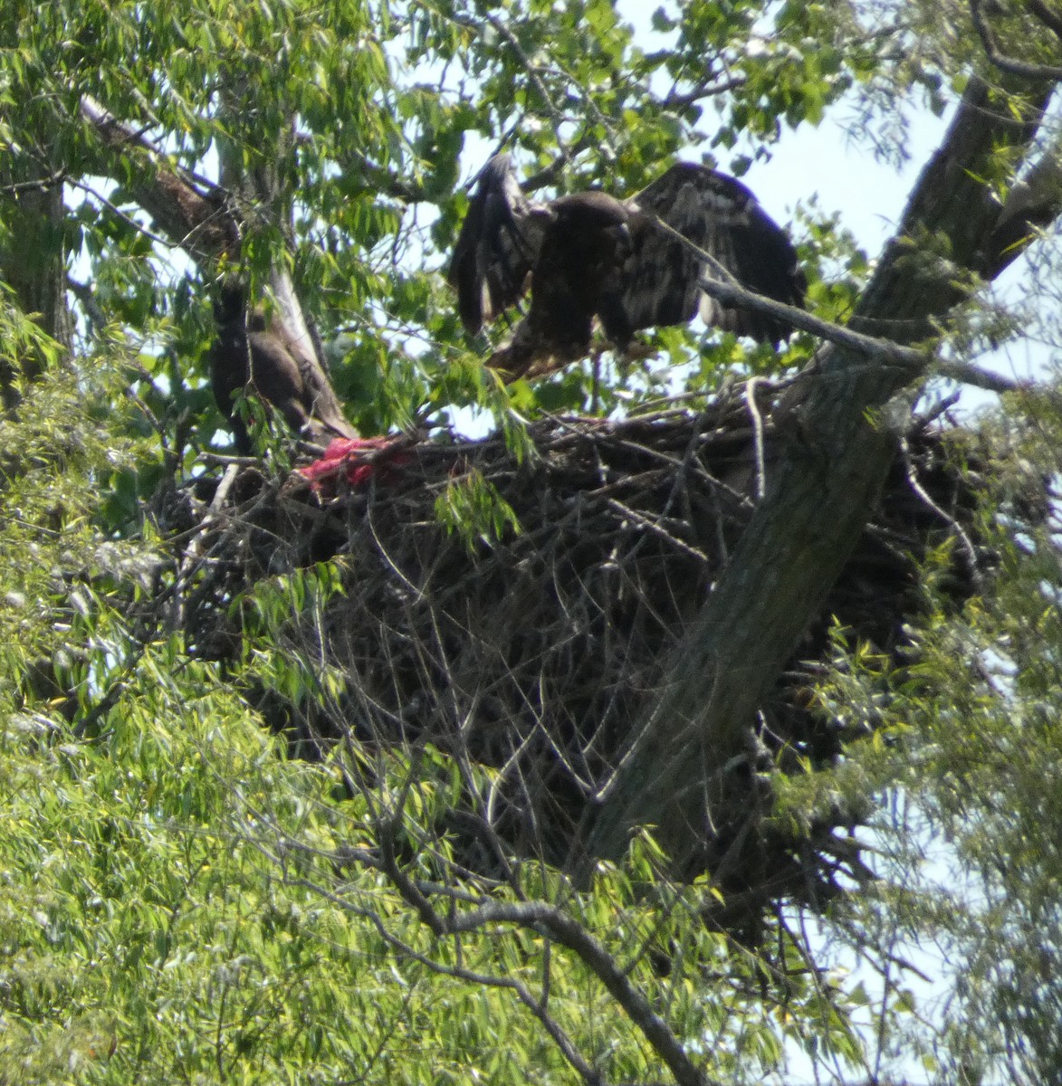 Bald Eagle - Js Colsmith