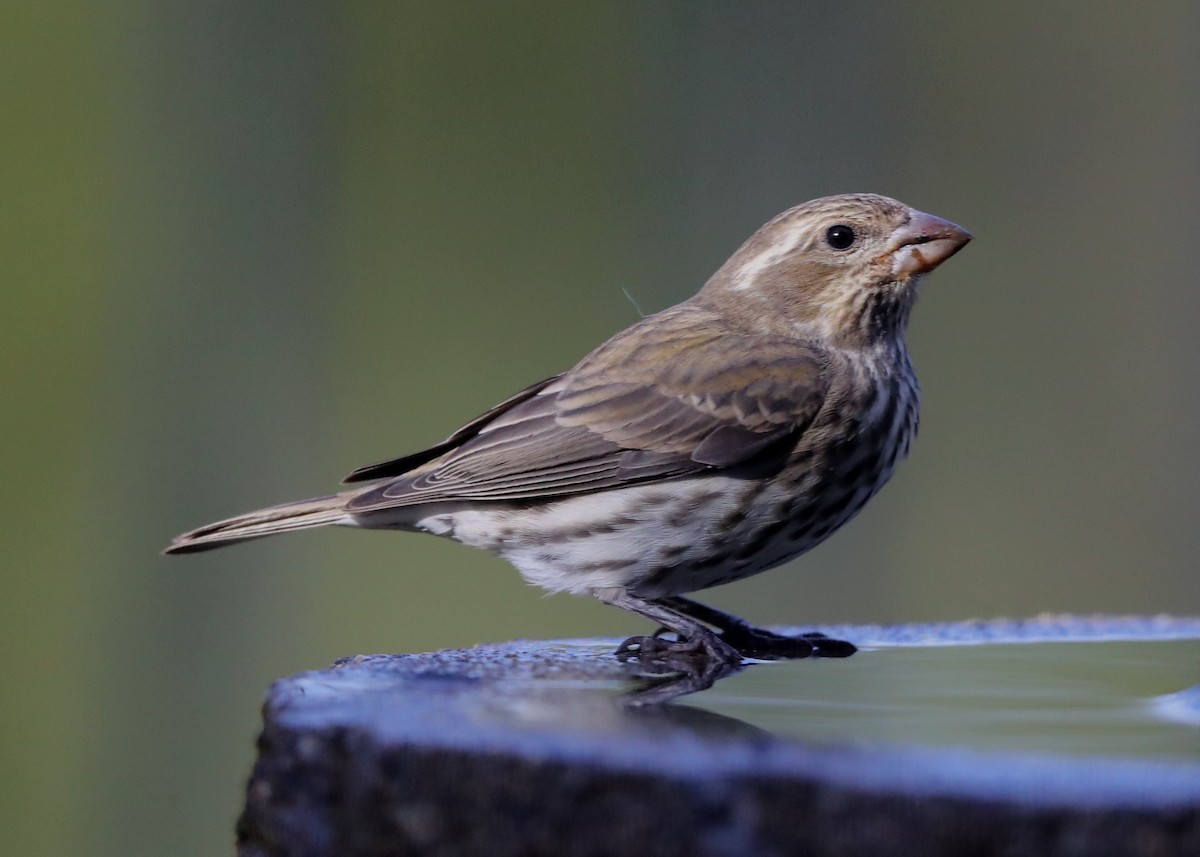 Purple Finch - ML620803546