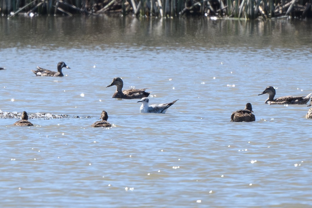 Bonaparte's Gull - ML620803553