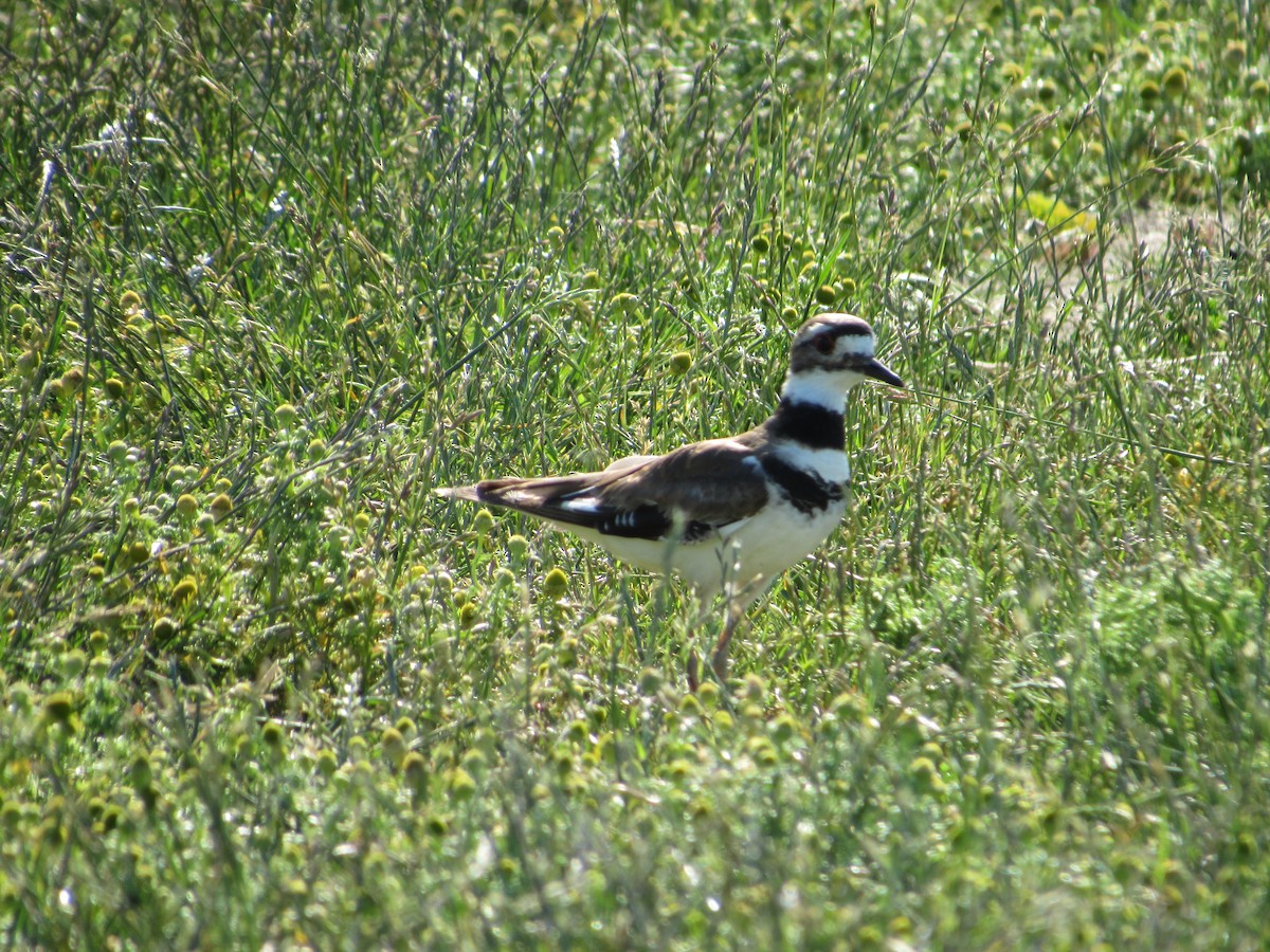 Killdeer - ML620803554