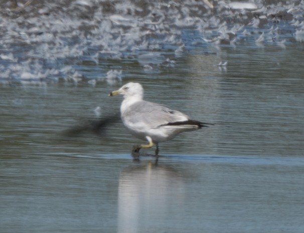 Ring-billed Gull - Joshua Greenfield