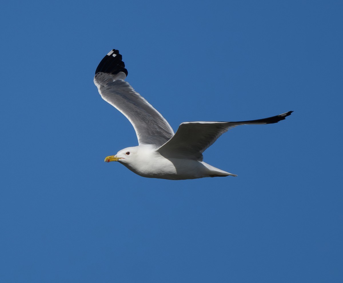 California Gull - ML620803557