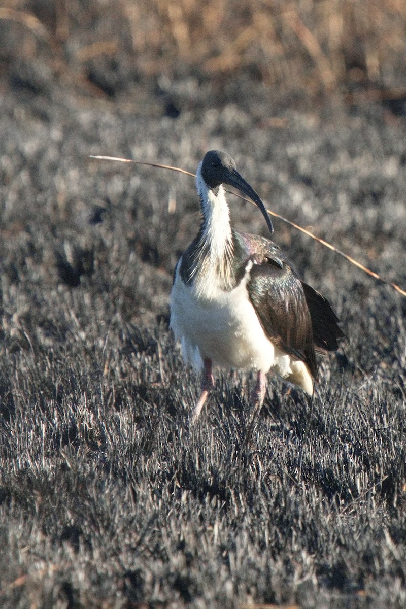 Straw-necked Ibis - ML620803559