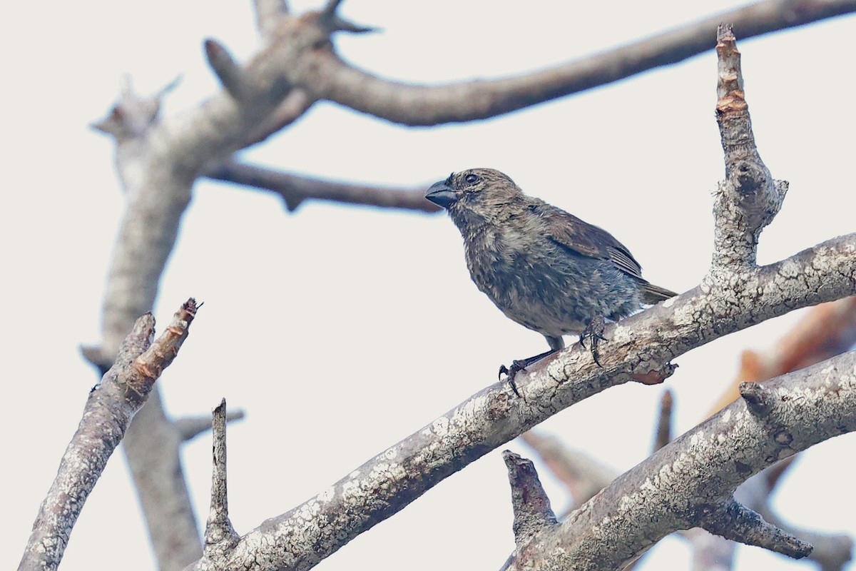 tanımsız Geospiza/Camarhynchus/Platyspiza/Certhidea sp. - ML620803561