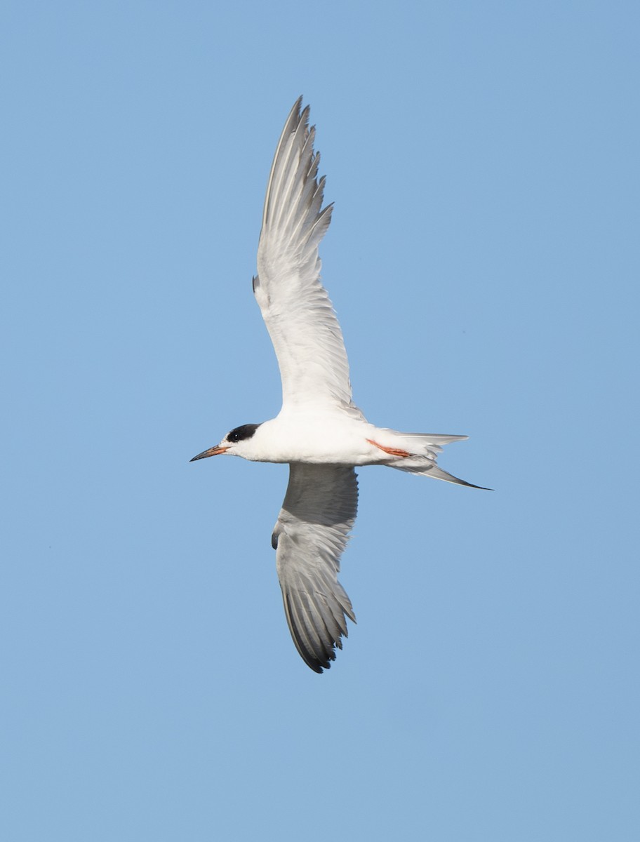 Forster's Tern - ML620803567