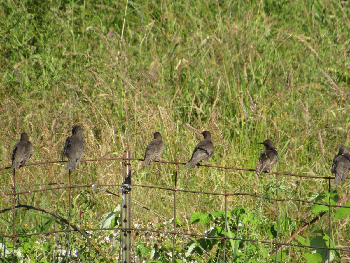 European Starling - Abby Haight